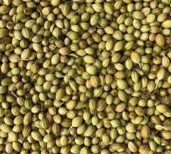 Coriander Seeds