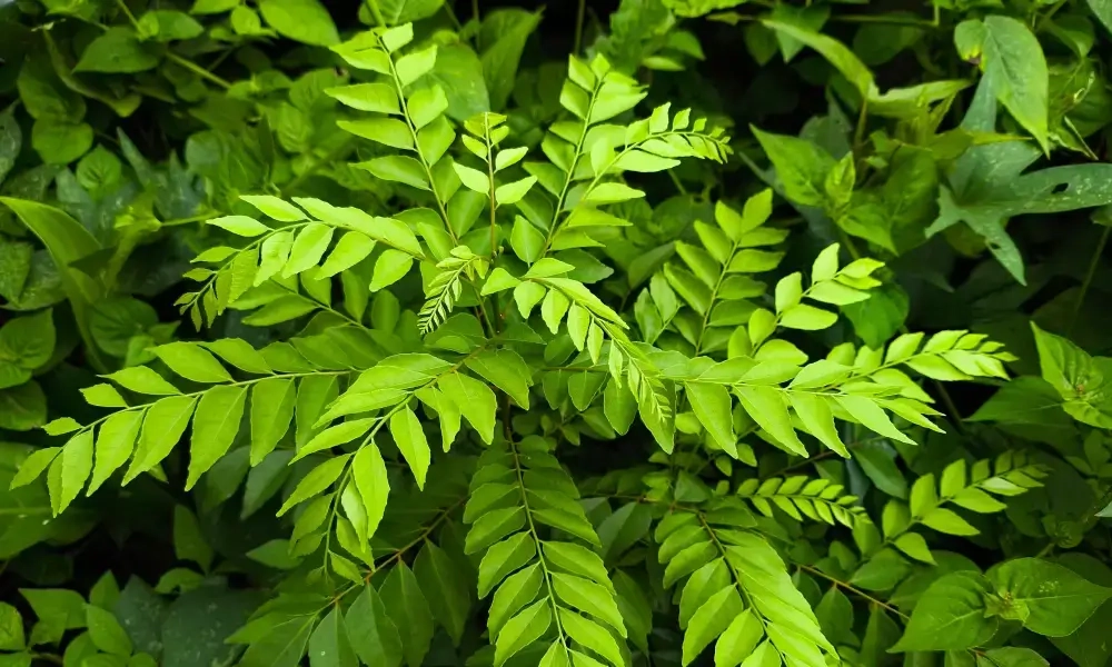 Curry Leaves