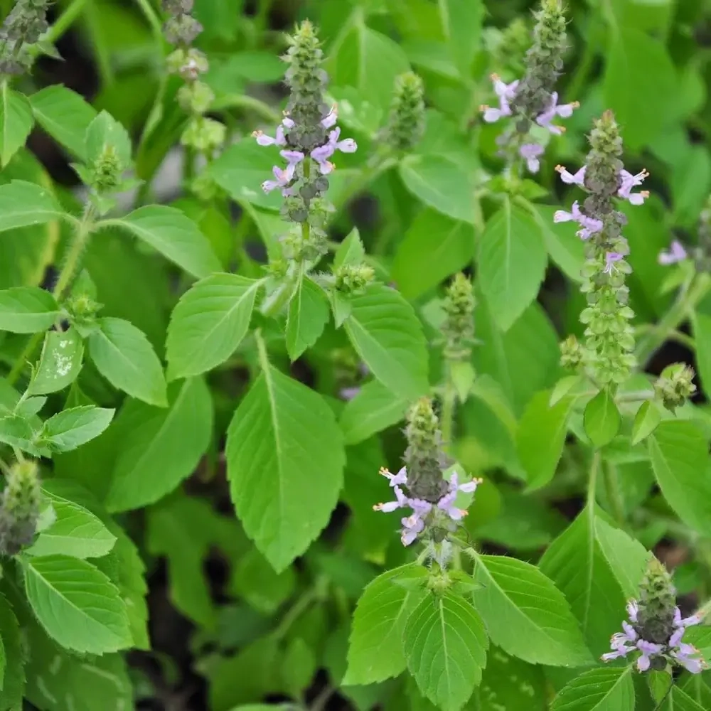 Tulsi (Holy Basil)